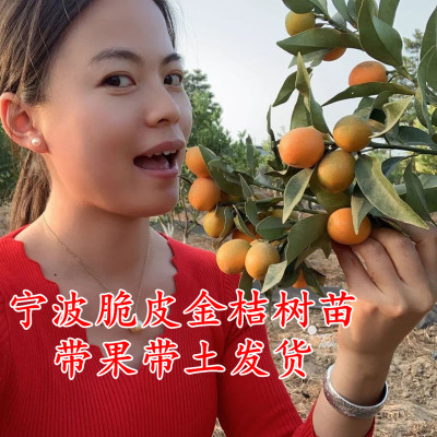 脆皮金桔苗滑皮金蛋常绿果树水果