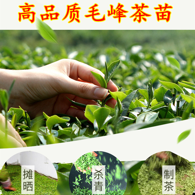 爱茶一族浙江毛尖茶树苗毛峰绿茶苗盆栽茶叶树苗18元自动包邮