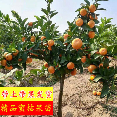 带果带土南丰蜜桔树苗金秋砂糖橘果树苗四盆栽会砂糖桔树苗蜜橘苗