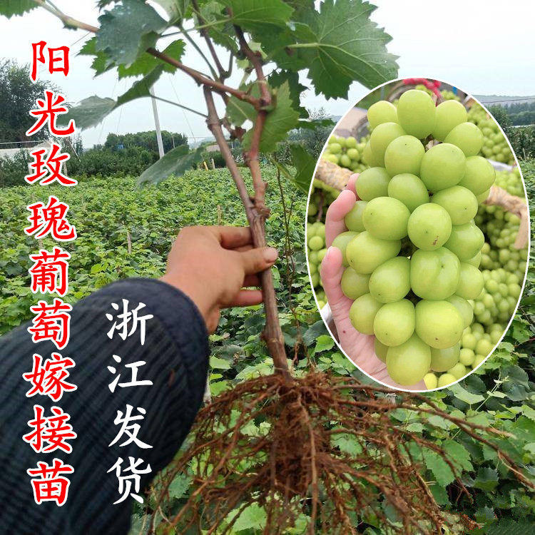 宁波阳光玫瑰葡萄苗晴王提子嫁接苗巨峰夏黑葡萄苗甬优一号果树苗