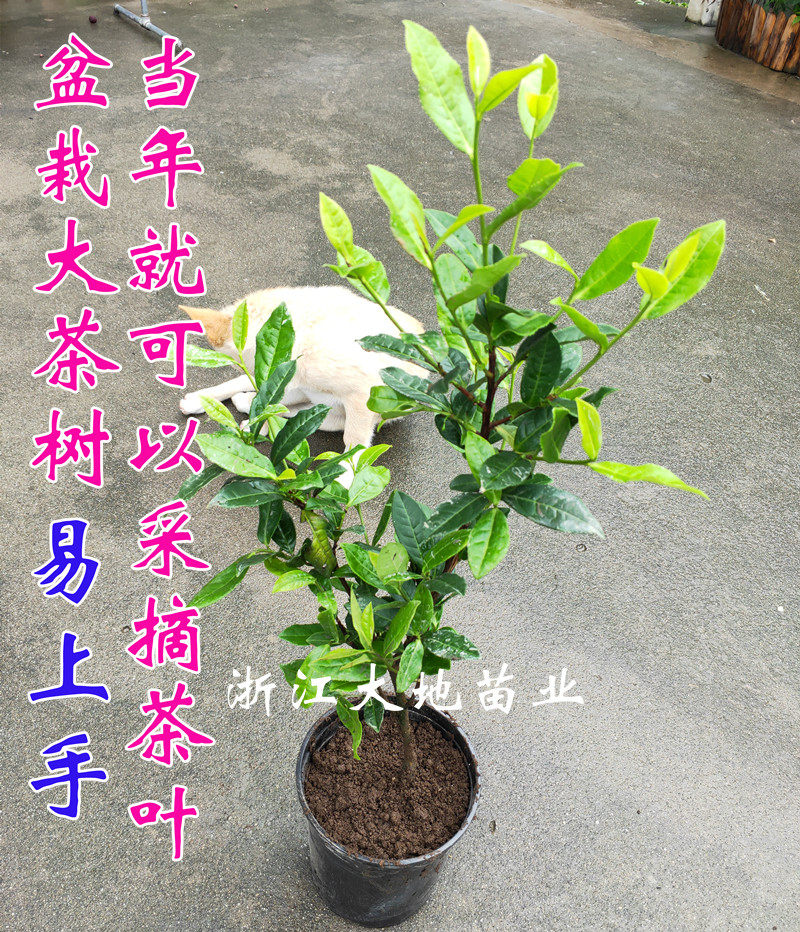 爱茶一族易上手盆栽西湖龙井茶叶树苗红茶铁观音碧螺春营养钵苗
