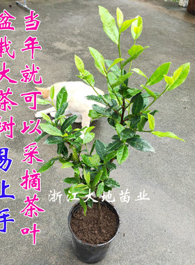 爱茶一族易上手西湖龙井红茶树苗