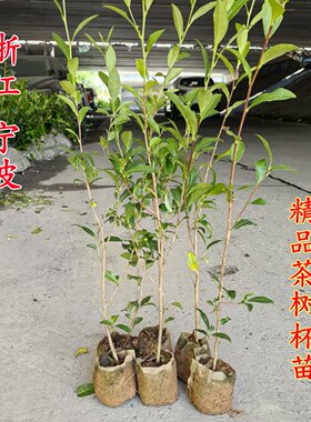 大红袍茶苗秋季四季常青