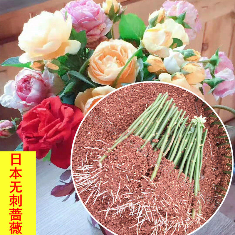 月季嫁接砧木日本无刺蔷薇苗 高杆树月棒棒糖蔷薇砧木 蔷薇扦插苗