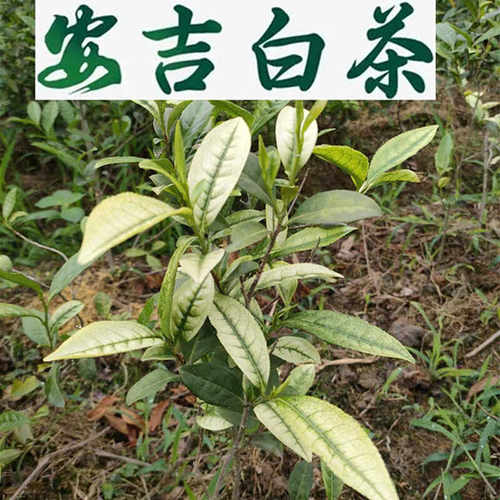 带土发货可盆栽地栽茶叶树