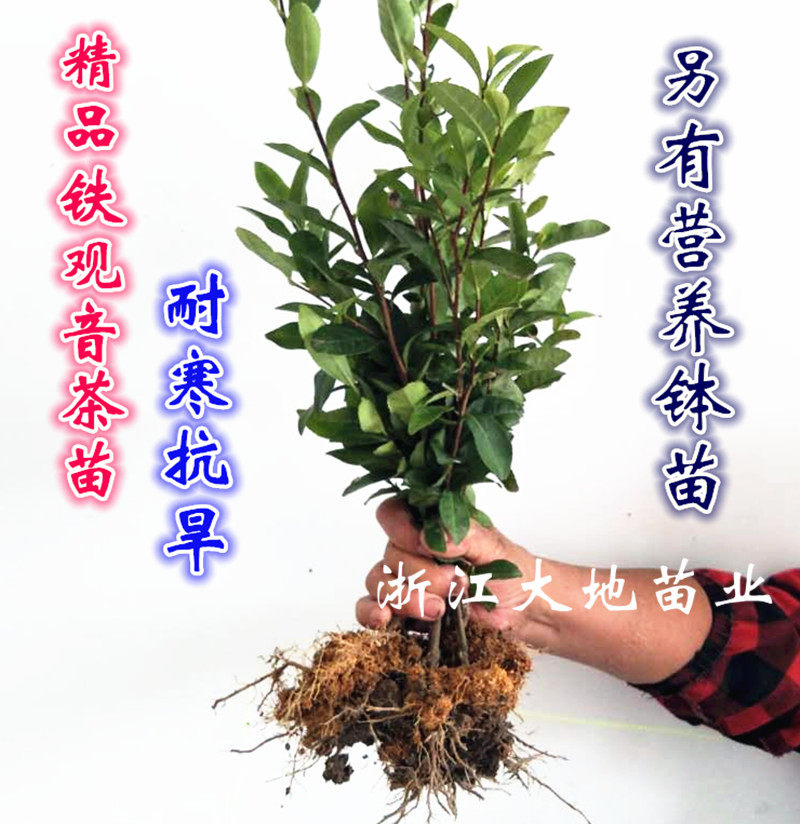 精选四季常青铁观音茶树苗 盆栽红茶苗 乌龙茶叶树苗18元自动包邮