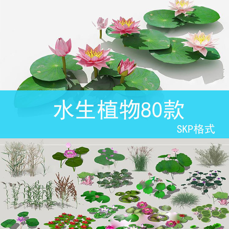 11 水生植物su模型草图大师鱼池生态湿地滨水公园池塘睡莲荷花荷
