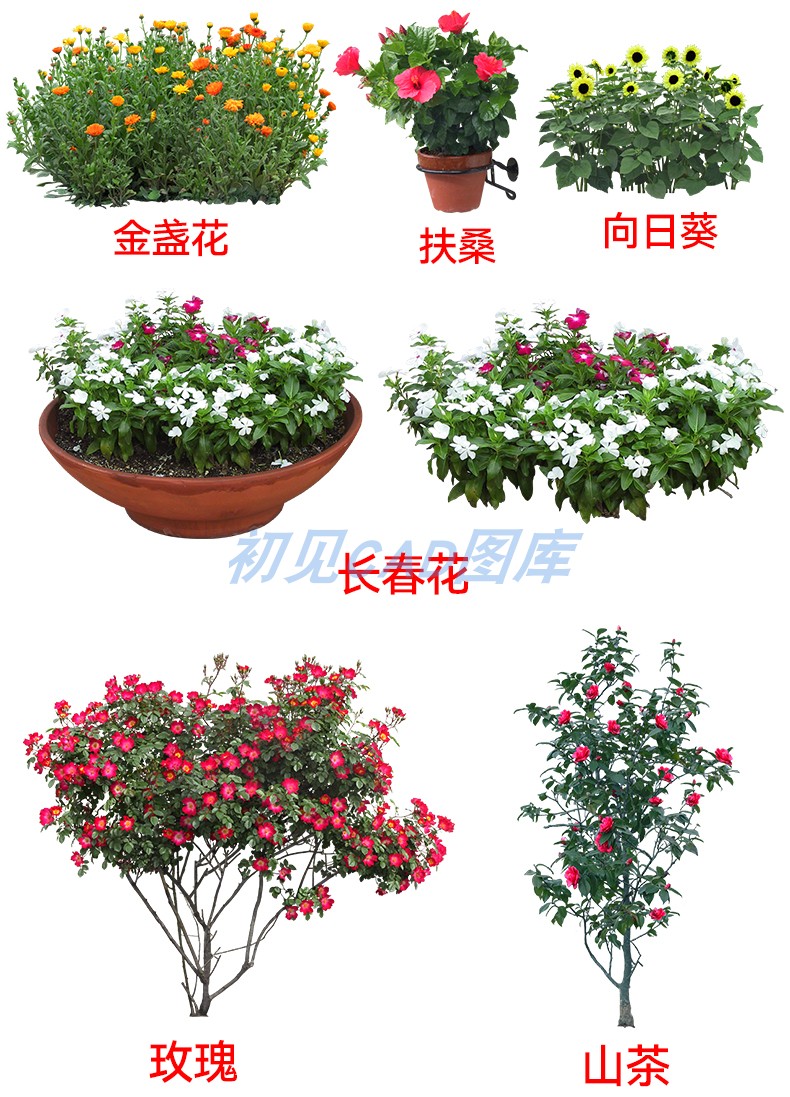 206高清免抠带名称花卉植物procreate花镜ps花坛效果图PNG景观素