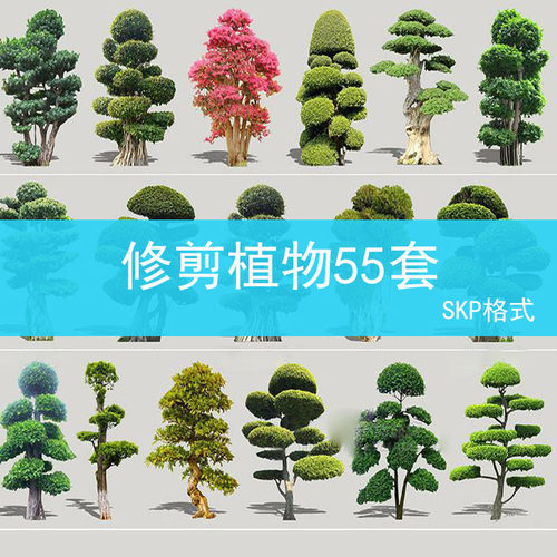 50 棒棒糖多头造型植物su模型素材树木组合修剪女贞灌木球形绿篱