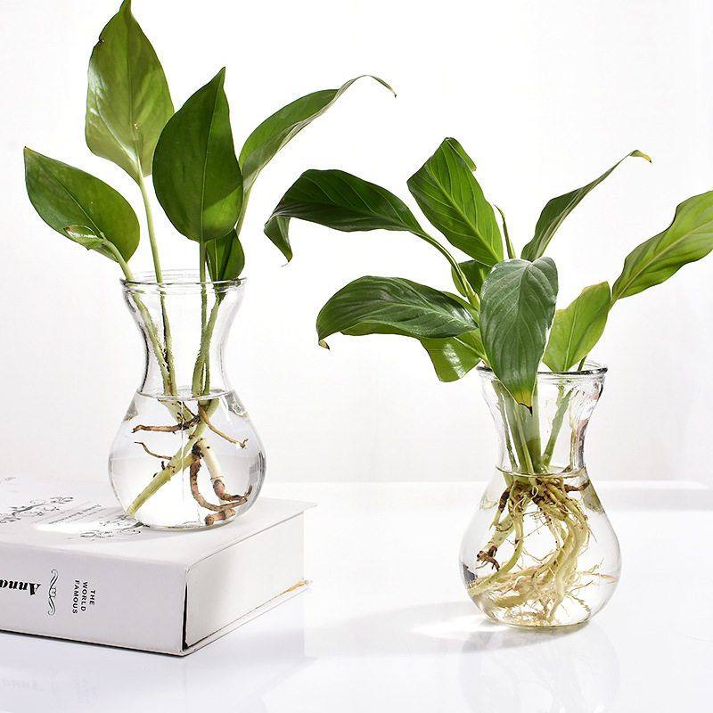 玻璃花瓶透明风信子种球 花盆客厅室内鱼缸圆形水培水养植物器皿T,宠物/宠物食品及用品,生态瓶/创意缸/微景缸,淘宝优惠券,粉丝福利购,淘宝优惠卷