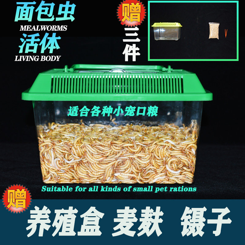 面包虫活虫黄粉虫蜘蛛蝎子守宫角蛙画眉鸟热带鱼仓鼠饲料鲜活包邮,宠物/宠物食品及用品,观赏鱼饲料,淘宝优惠券,粉丝福利购,淘宝优惠卷