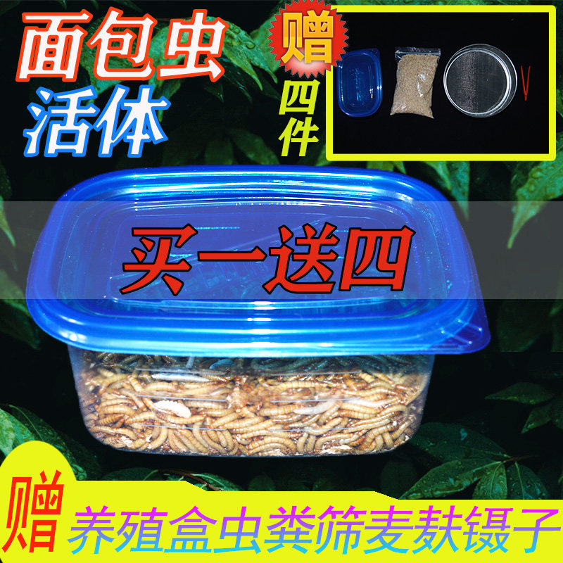 面包虫活虫黄粉活体鲜活种虫龙鱼爬虫/鸣虫食物