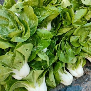 安徽农家现摘新鲜蔬菜 矮脚白菜露天霜冻矮脚黄矮白菜白菜新鲜蔬