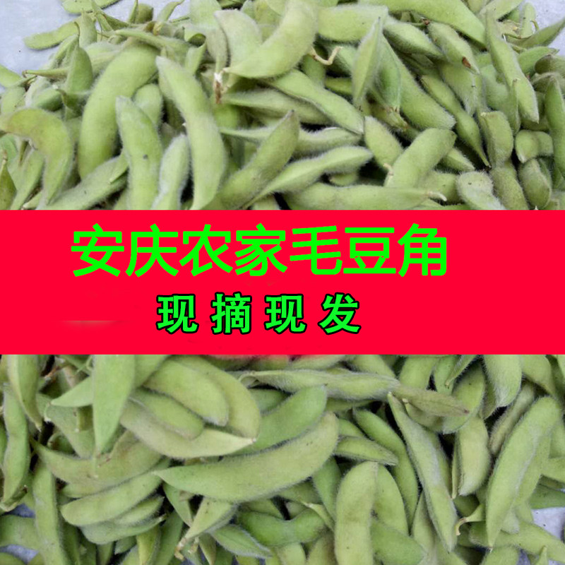 安徽农家新鲜蔬菜 农家新鲜毛豆 毛豆角 青豆新鲜毛豆包邮