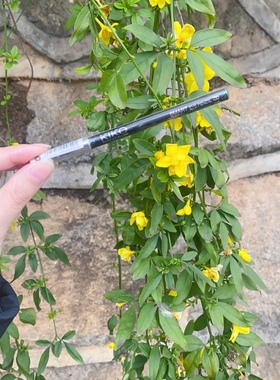 KIKO灵动眼线笔 812绿色 813蓝色 适合初学者 意大利 珠光 哑光