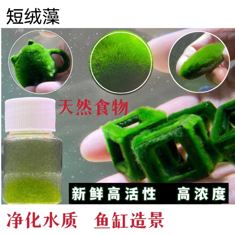 短绒藻水草类薄利多销
