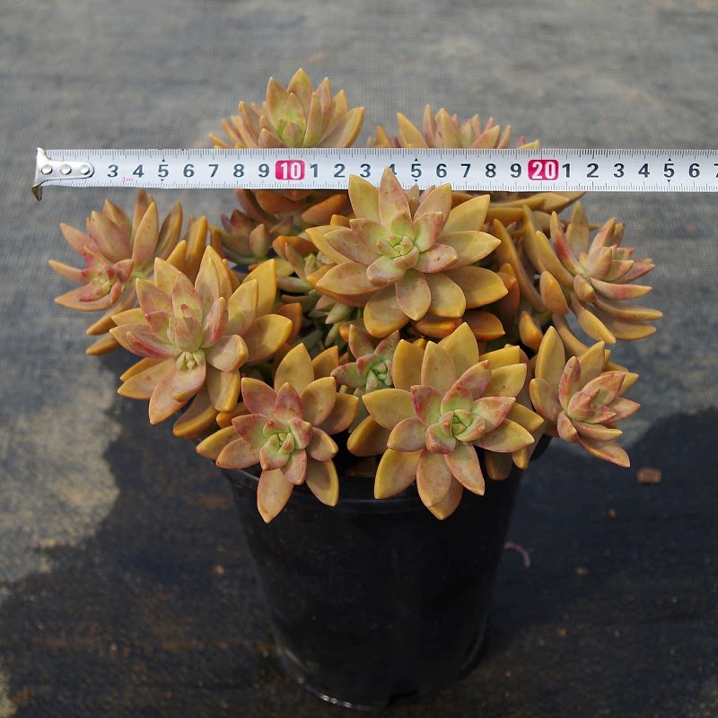 超大多肉植物老桩红日精品室内阳台花卉防辐射绿植带盆栽好景观花