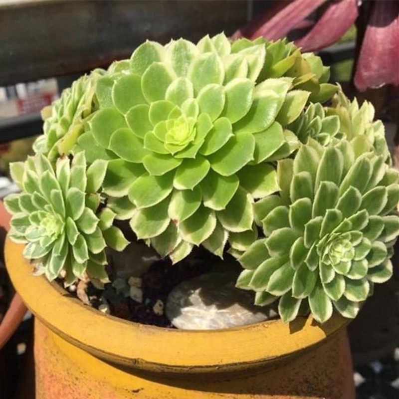 多肉植物三仙法师翡翠冰稀有贵货室内阳台花卉带盆栽好防辐射绿植