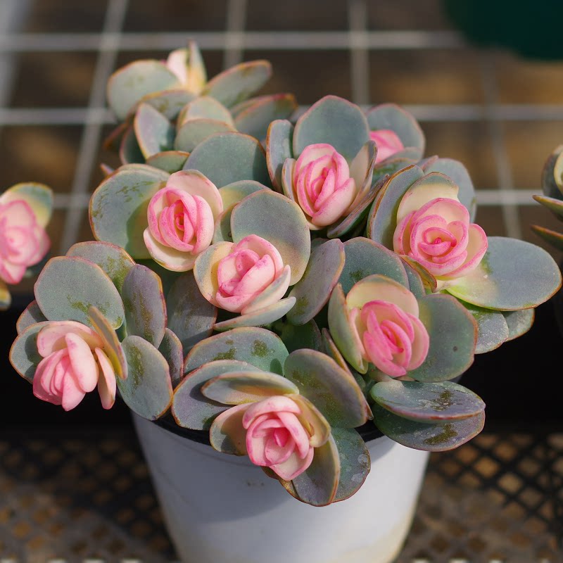 云南精品多肉植物白姬之舞贝壳锦稀有室内组合盆栽花卉含盆带土