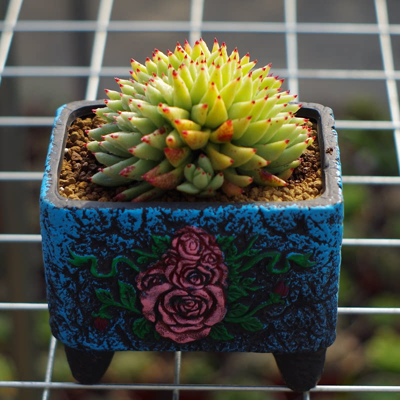 多肉植物精品虎鲸东云缀化稀有贵货办公桌美观防辐射绿植阳台花卉