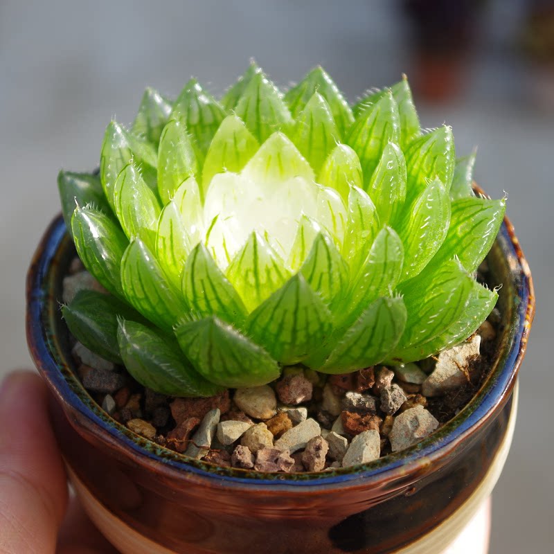 多肉植物稀有品种宝莲灯玉露药锦带盆栽好室内桌面防辐射绿植花卉