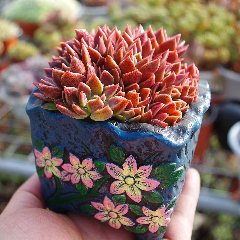 红色多肉植物因地卡群生易爆盆室内阳台防辐射绿植盆栽含盆土套餐