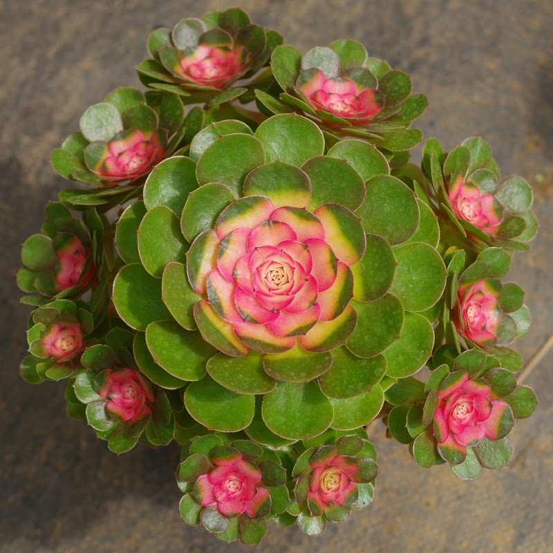 多肉植物老桩红心法师药锦万圣节室内阳台花卉绿植带盆带土包邮