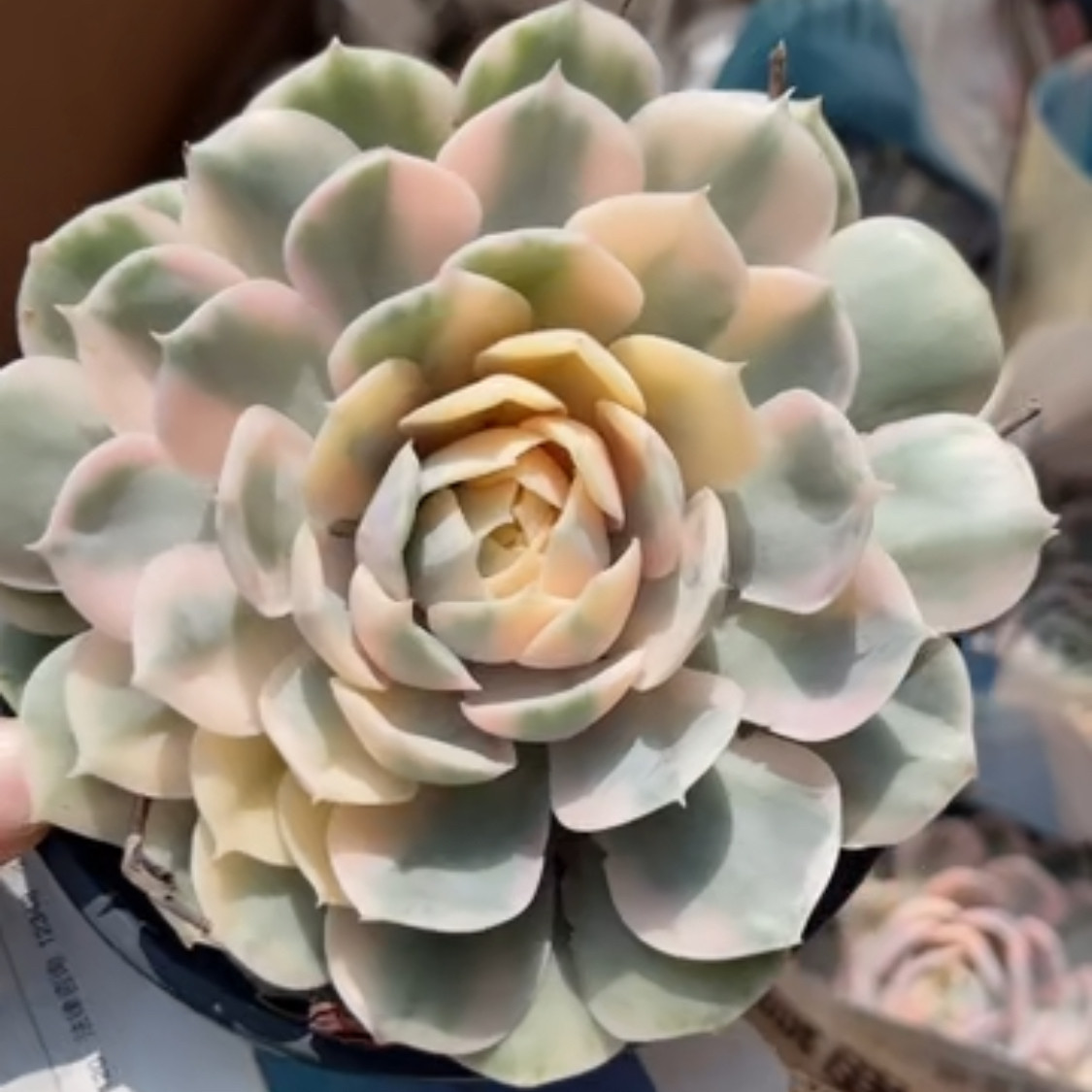 昂斯诺锦多肉植物盆栽室内阳台绿植花卉四季常青好养活含盆带土