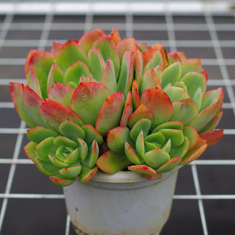 多肉植物大盆绮罗乔伊室内阳台花卉稀有品种防辐射绿植带盆栽好花