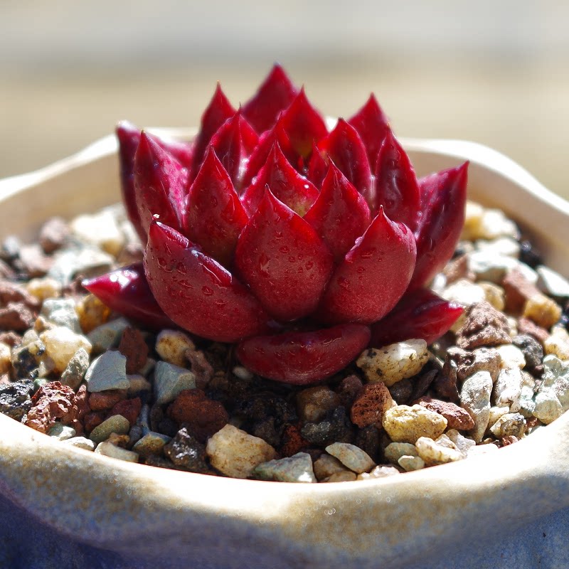 云南迷你多肉植物控养罗宾稀有室内组合盆栽花卉含盆带土包邮