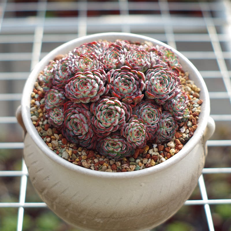 大型多肉植物群生恩西诺稀有贵货室内阳台花卉防辐射绿植盆栽景观