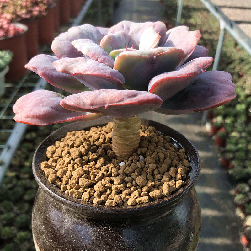 多肉植物可爱小老桩心之月室内桌面防辐射绿植带盆栽好稀有阳台花