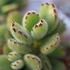 Succulent plants balcony desk Radiation protection Boy Bear's paw Green plant FULL