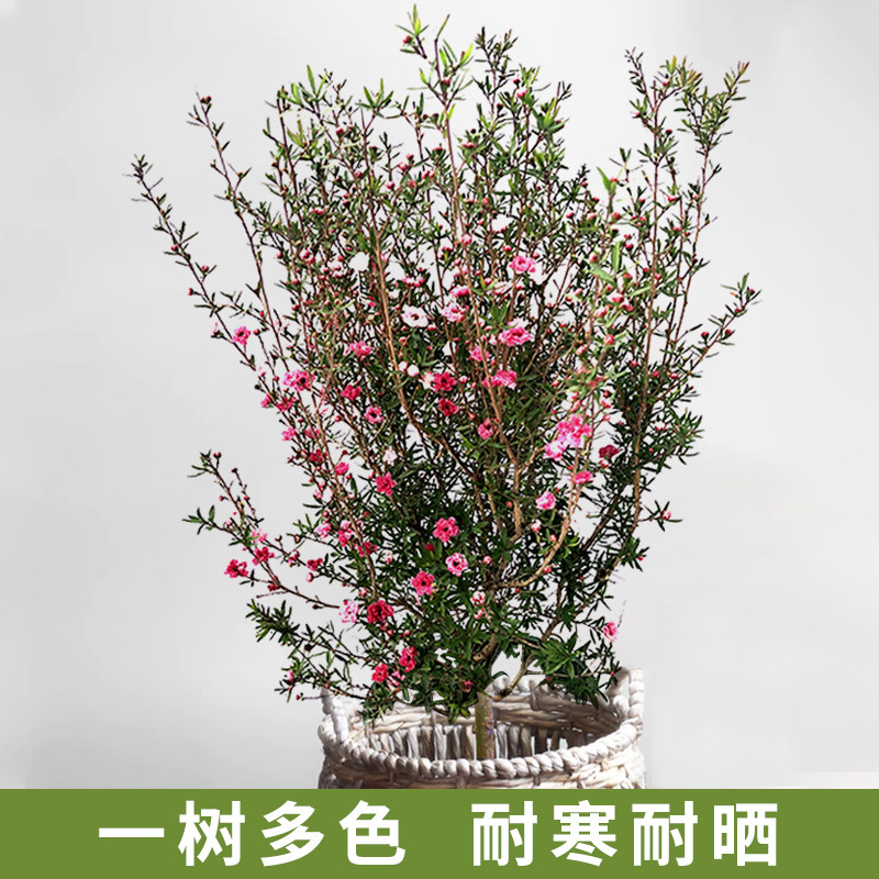 澳洲开花多色耐寒客厅庭院松红梅图片