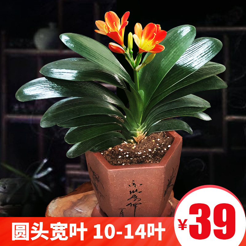 君子兰盆栽苗圆头和尚精品带盆客厅桌面室内绿植小苗植物花卉