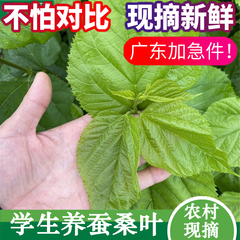 现摘嫩桑叶新鲜500克1斤新鲜桑叶喂蚕宝宝饲料养蚕喂蚕广州深圳