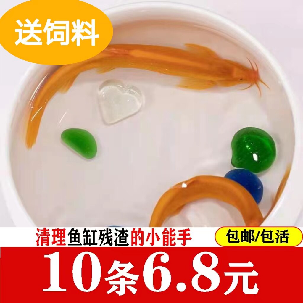 黄金鳅小金龙黄金泥鳅苗活体招财鱼冷水鱼垃圾鱼淡水鱼清道夫鱼活