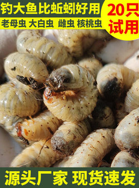 活体蛴螬，钓鱼老母虫，金龟子幼虫野钓白土蚕、核桃虫鸡乸虫活饵