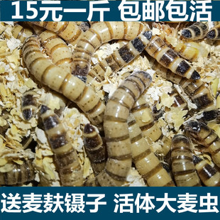 费活虫鲜活面包虫黄粉虫金龙鱼饲料活体八哥画眉鸟食虫子 大麦虫 免邮