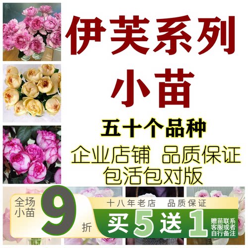 伊芙系列月季胭脂香水伯爵飞溅