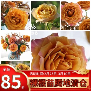 【斯基园艺】松之梦月季日本今井清复古咖色切花耐热抗病庭院大苗