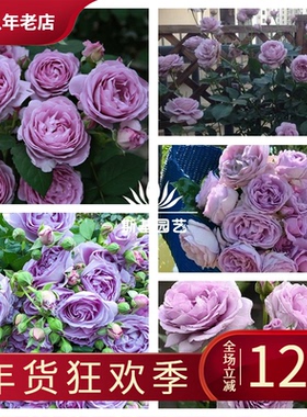 【斯基园艺】蓝色风暴月季日本蓝紫色丰花经典盆栽勤花扦插小大苗