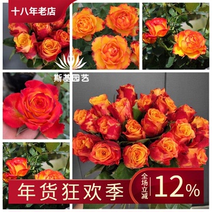 【斯基园艺】火焰/永远的埃斯托里尔月季耐热四季赏花裸根大花苗