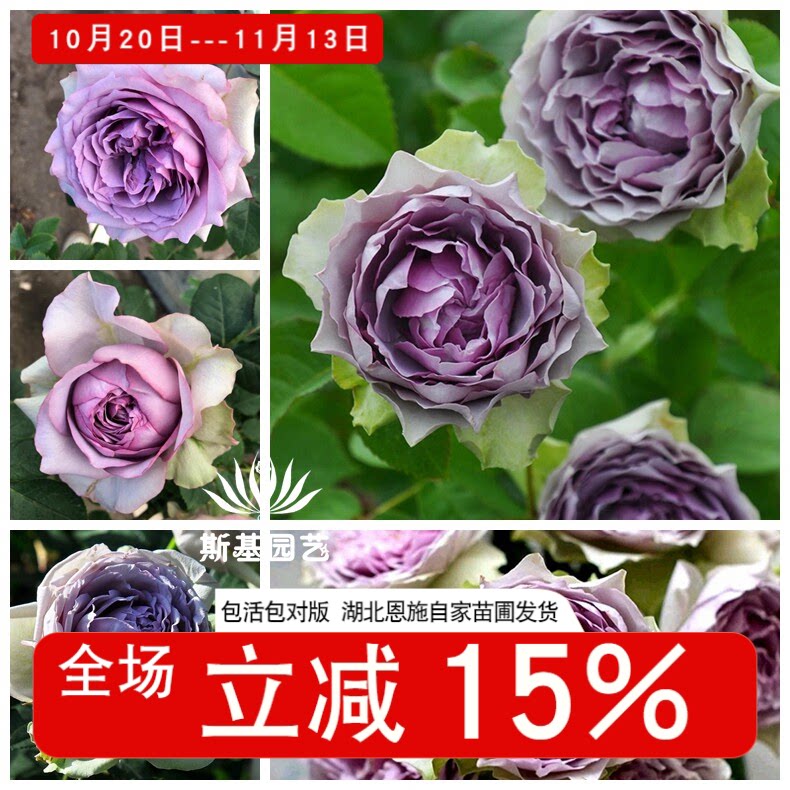 【斯基园艺】首饰盒/珠宝盒月季新品日本河本纯子蓝紫色切花大苗