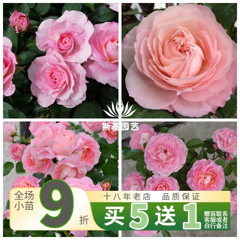 【斯基园艺】海神王阳台月季荷兰经典微型迷你大花微盆栽小中大苗