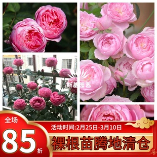 【斯基园艺】京/宫古月季日本丰花盆栽扦插庭院小苗阳台中苗大苗