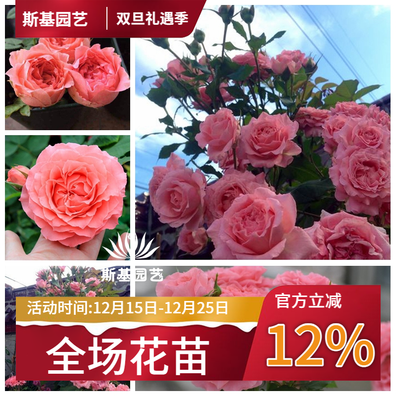 【斯基园艺】珊瑚果冻月季日本河本粉色庭院楼顶大花裸根小中大苗