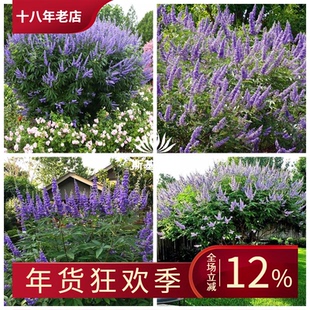 【斯基园艺】穗花牡荆 花苗当年能开花大型蓝色花序花园木本植物