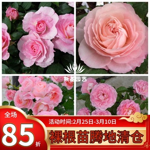 【斯基园艺】海神王阳台月季荷兰经典微型迷你大花微盆栽小中大苗