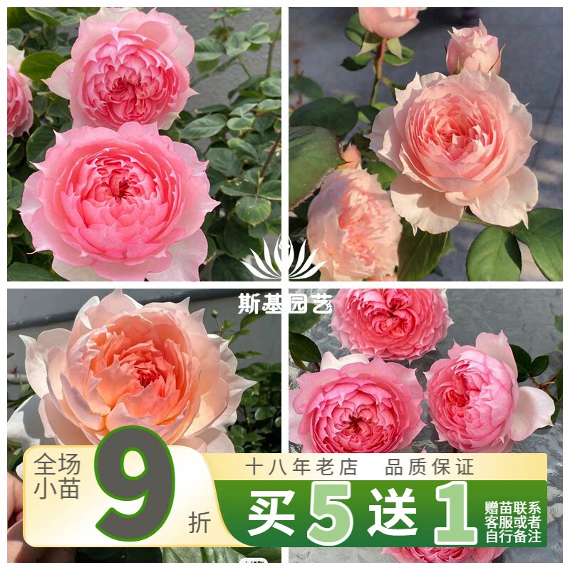 【斯基园艺】莫妮卡戴维月季法国美人尖包子丰花淡香裸根小中大苗